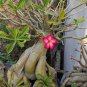1 Pcs Imported Adenium big blooms colorful desert rose 24 types for your choice