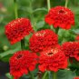 50 Pcs Zinnia 'Dreamland Red' Fully-double Flower