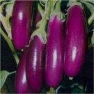 100 Pcs Eggplant Bright Purple Long Vegetables