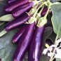 100 Pcs Eggplant Bright Purple Long Vegetables