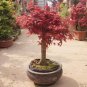 20 Pcs Bonsai Trident Maple Seeds, Professional