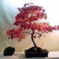 20 Pcs Bonsai Trident Maple Seeds, Professional