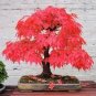20 Pcs Bonsai Trident Maple Seeds, Professional