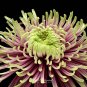 50 Pcs Green Blue Purple Chrysanthemum Perennial Flower