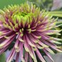 50 Pcs Green Blue Purple Chrysanthemum Perennial Flower