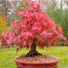 20 Pcs Japanese Red Maple Tree 20 Pcs Japanese Red Maple Tree