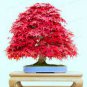 20 Pcs Japanese Red Maple Tree