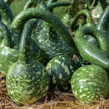 10 Pcs Speckled Swan Gourd Lagenaria Siceraria