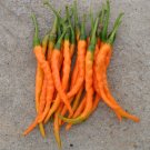 200 Pcs Hybrid Yellow & Orange Long Chili Pepper