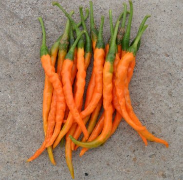 200 Pcs Hybrid Yellow & Orange Long Chili Pepper