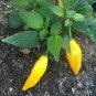 200 Pcs Hybrid Yellow & Orange Long Chili Pepper