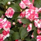 20 Pcs Impatiens Red White Flash Flower
