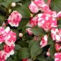 20 Pcs Impatiens Red White Flash Flower