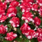20 Pcs Impatiens Red White Flash Flower