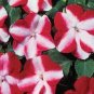 20 Pcs Impatiens Red White Flash Flower