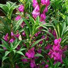 20 Pcs Impatiens Bright Purple Garden Balsam Flower