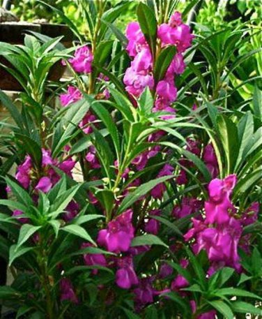 20 Pcs Impatiens Bright Purple Garden Balsam Flower
