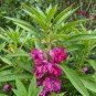 20 Pcs Impatiens Bright Purple Garden Balsam Flower