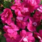 20 Pcs Impatiens Bright Purple Garden Balsam Flower