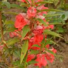 20 Pcs Impatiens Orange Flash Garden Balsam Flower