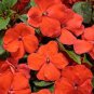 20 Pcs Impatiens Orange Flash Garden Balsam Flower