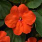 20 Pcs Impatiens Orange Flash Garden Balsam Flower