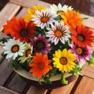 30 Pcs Treasure Flowers Gazania Ornamental Flower Mixed