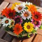30 Pcs Treasure Flowers Gazania Ornamental Flower Mixed