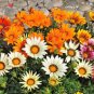 30 Pcs Treasure Flowers Gazania Ornamental Flower Mixed