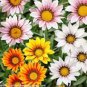 30 Pcs Treasure Flowers Gazania Ornamental Flower Mixed