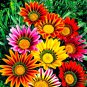 30 Pcs Gazania Mixed 9 Types of Treasure Flower