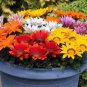 30 Pcs Gazania Mixed 9 Types of Treasure Flower