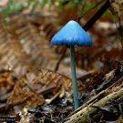 20 Pcs Entoloma Hochstetteri Perennial Tropical Fungus