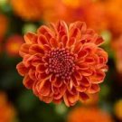 50 Pcs Orange Chrysanthemum Flower