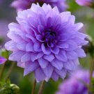 30 Pcs Dahlia Mixed Seeds perennial dahlias for DIY home garden rare flowers
