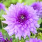 30 Pcs Dahlia Mixed Seeds perennial dahlias for DIY home garden rare flowers