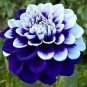 30 Pcs Dahlia Mixed Seeds perennial dahlias for DIY home garden rare flowers