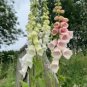 200 Pcs Foxglove Mixed Yellow White Pink Chocolate Mixed Perennial Flower