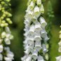 200 Pcs Foxglove Mixed Yellow White Pink Chocolate Mixed Perennial Flower
