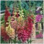 200 Pcs Foxglove Mixed Yellow White Pink Chocolate Mixed Perennial Flower