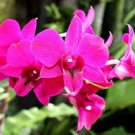 100 Pcs Orchid Rare Bonsai Mixed Perennial Flower