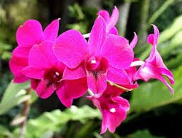 100 Pcs Orchid Rare Bonsai Mixed Perennial Flower