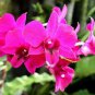 100 Pcs Orchid Rare Bonsai Mixed Perennial Flower