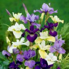 20 Pcs Iris Sibirica Mixed 9 Colors Perennial Flower