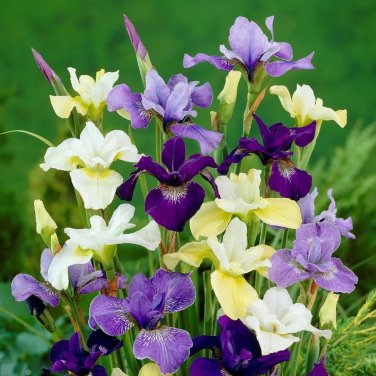 20 Pcs Iris Sibirica Mixed 9 Colors Perennial Flower