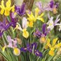 20 Pcs Iris Sibirica Mixed 9 Colors Perennial Flower