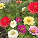 50 Pcs Zinnia Candy Mixed 50 Pcs Zinnia Candy Mixed
