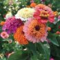 50 Pcs Zinnia Candy Mixed