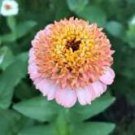 50 Pcs Zinnia 'Zinderella Peach' Cut Flower 50 Pcs Zinnia 'Zinderella Peach' Cut Flower