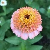 50 Pcs Zinnia 'Zinderella Peach' Cut Flower